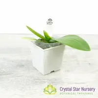 Phalaenopsis intermedia (51)
