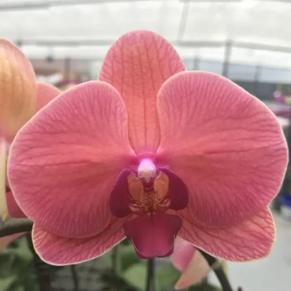 Phalaenopsis Lianher Orange