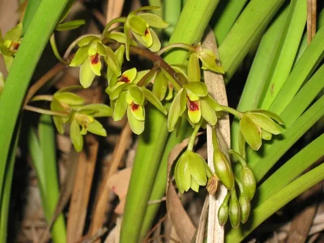 Cymbidium suave