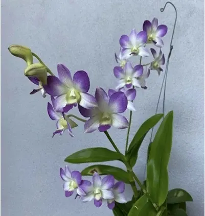 Dendrobium Burana Blue Angel No.8 (Dendrobium)