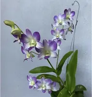 Dendrobium Burana Blue Angel No.8