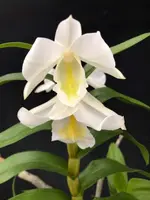 Dendrobium formosum (4" pot)