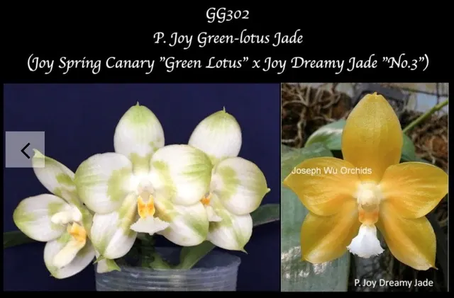 Phalaenopsis Joy Green Lotus Seedling 'Jade'