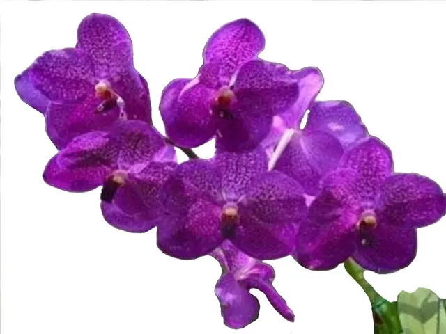 Vanda Pakchong Blue (Vanda)