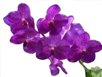 Vanda Pakchong Blue