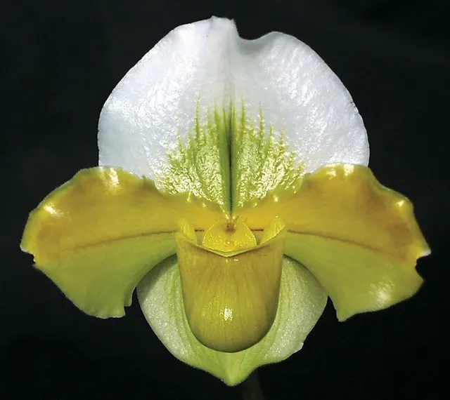 Paphiopedilum Kay Rinaman ’Val’ AM/AOS
