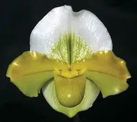 Paphiopedilum Kay Rinaman ’Val’ AM/AOS