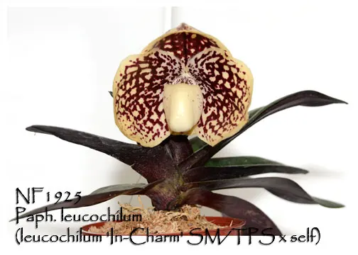 Paphiopedilum leucochilum 'Note: Only 8 Available' (Paphiopedilum)