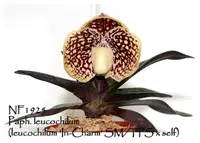 Paph. leucochilum 'Note: Only 8 Available ' (leucochilum 'In-Charm' SM/TPS x self)