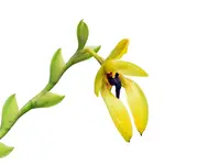 Bulbophyllum carunculatum