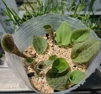 Hemipilia kwangsiensis