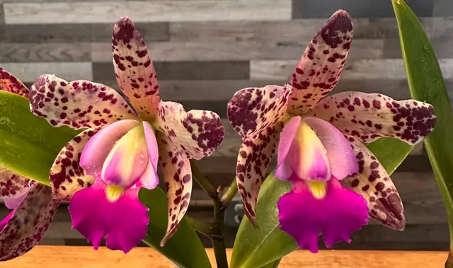 Cattleya Small World