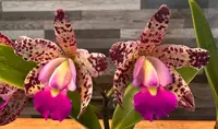 Cattleya Small World 'Summer Spots'