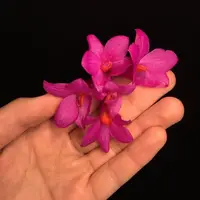 Dendrobium glomeratum