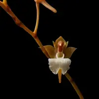 Microcoelia Cornuta