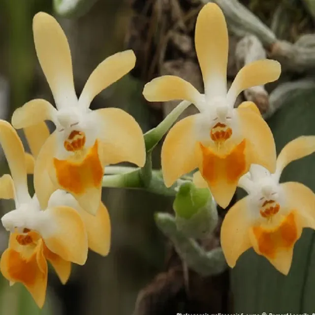 Phalaenopsis malipoensis sp (Phalaenopsis)