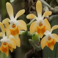 Phalaenopsis malipoensis sp.