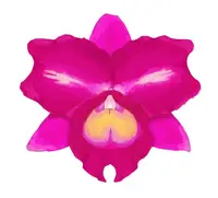 Cattleya Rlc. Hsinying Mini Dancer ‘C.H. #1’