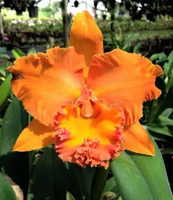 Rhyncholaeliocattleya Suvarnabhumi Delight 'Salmon Queen' (Rhyncholaeliocattleya)