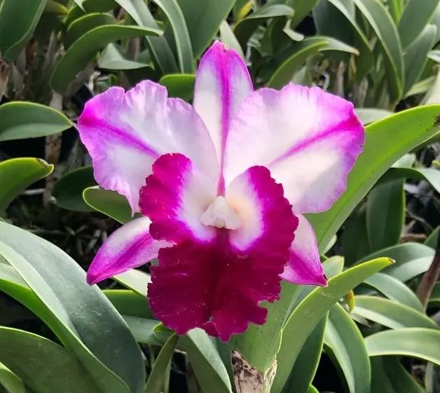 Laeliocattleya Memoria Robert Strait 'Islander Delight' (Laeliocattleya)