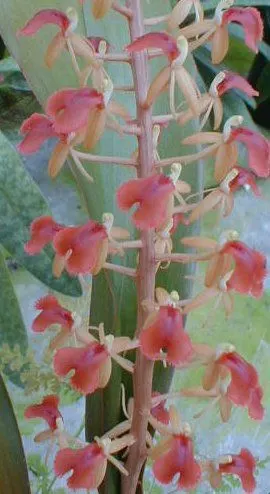 Liparis latifolia