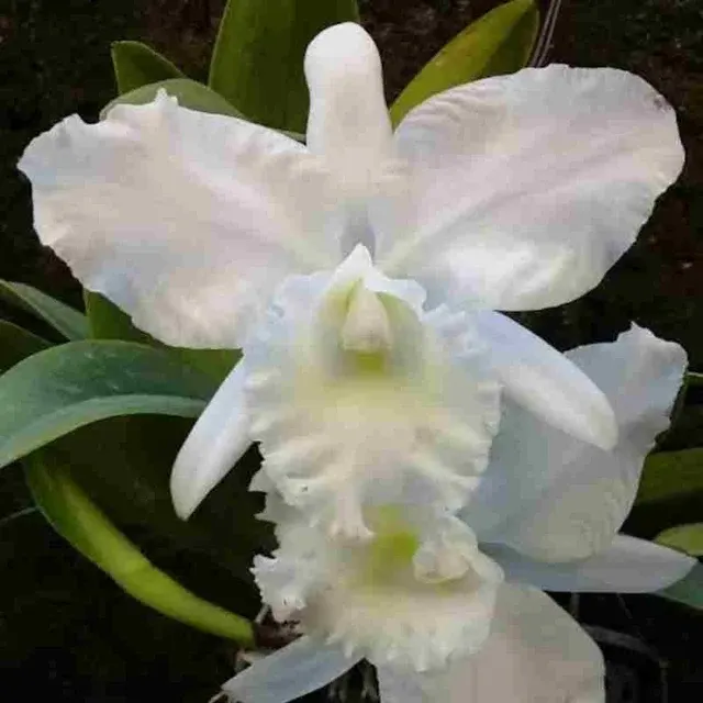 Rhyncholaeliocattleya Snow White (Rhyncholaeliocattleya)