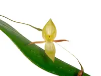 Pleurothallis eccentrica