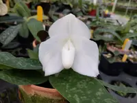 Paphiopedilum bellatulum album ‘Kang’ x self
