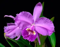 Cattleya lueddemanniana
