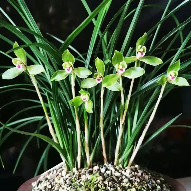 Cymbidium goeringii 'Cui-Yi-Pin'