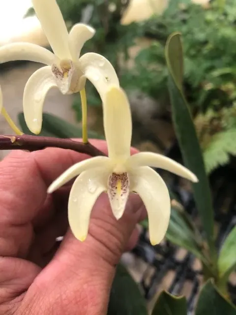 Dendrobium speciosum 'pendunculatum'