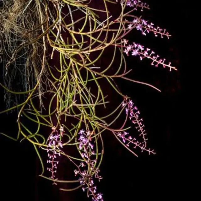 Cleisostoma williamsonii (Cleisostoma)