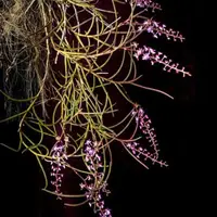 Cleisostoma williamsonii (Williamson's Cleisostoma Orchid)