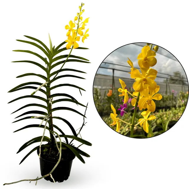 Aranda Lion's Gold (Aranda)