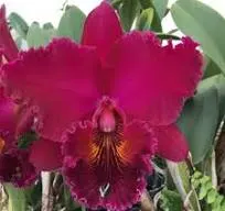 Rhyncholaeliocattleya Chia Lin 'New City' (Rhyncholaeliocattleya)