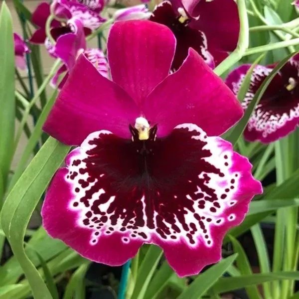 Miltoniopsis Morris Chestnut 'HOF #6'