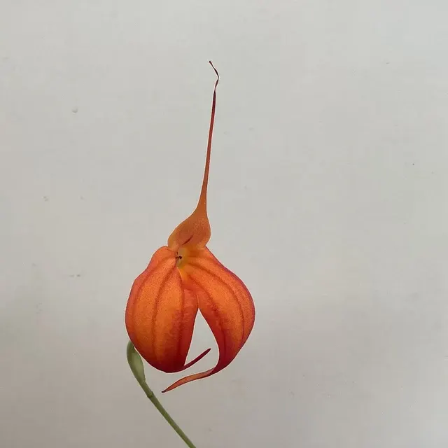 Masdevallia Heathii