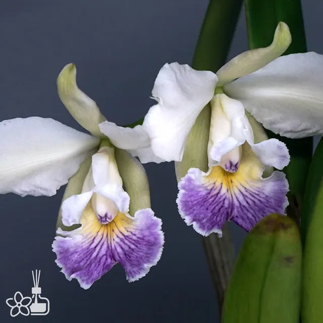 Cattleya schilleriana coerulea × quadricolor coerulea (Cattleya)
