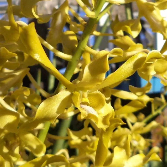 Dendrobium Chan Chao Helix (Dendrobium)