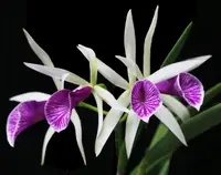Brassocattleya Clear Stars 'Burst Crack Lip' AM/AOS