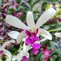 Dendrobium Meesangnil Warawan (Fragrant)