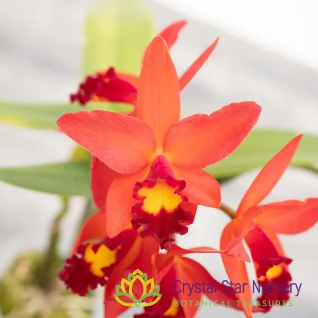 Cattleya Keira's Treasure 'CSN'