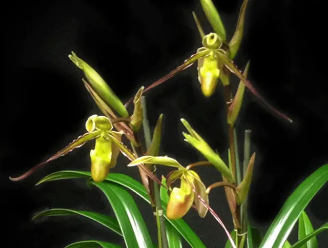 Phragmipedium longifolium fma compactum (Phragmipedium)