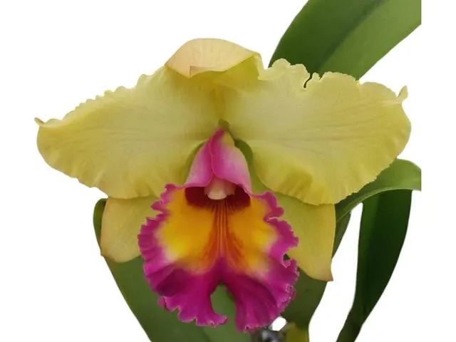 Rhyncholaeliocattleya Isa Ontaneda (Rhyncholaeliocattleya)