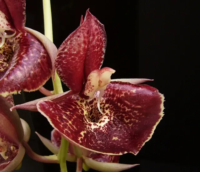 Catasetum Orchidglade AM/AOS 'Jack Of Diamonds'