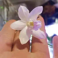 Dendrobium papilio