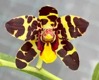 Ansellia africana (‘Elro’ x sib)