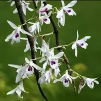 Dendrobium transparens