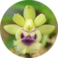 Hal. retrocalla (seedling) (HRLR) (- Others ) Hal.=Haraella