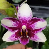 Phalaenopsis Jia Ho Summer Love 2.5" Fragrant
